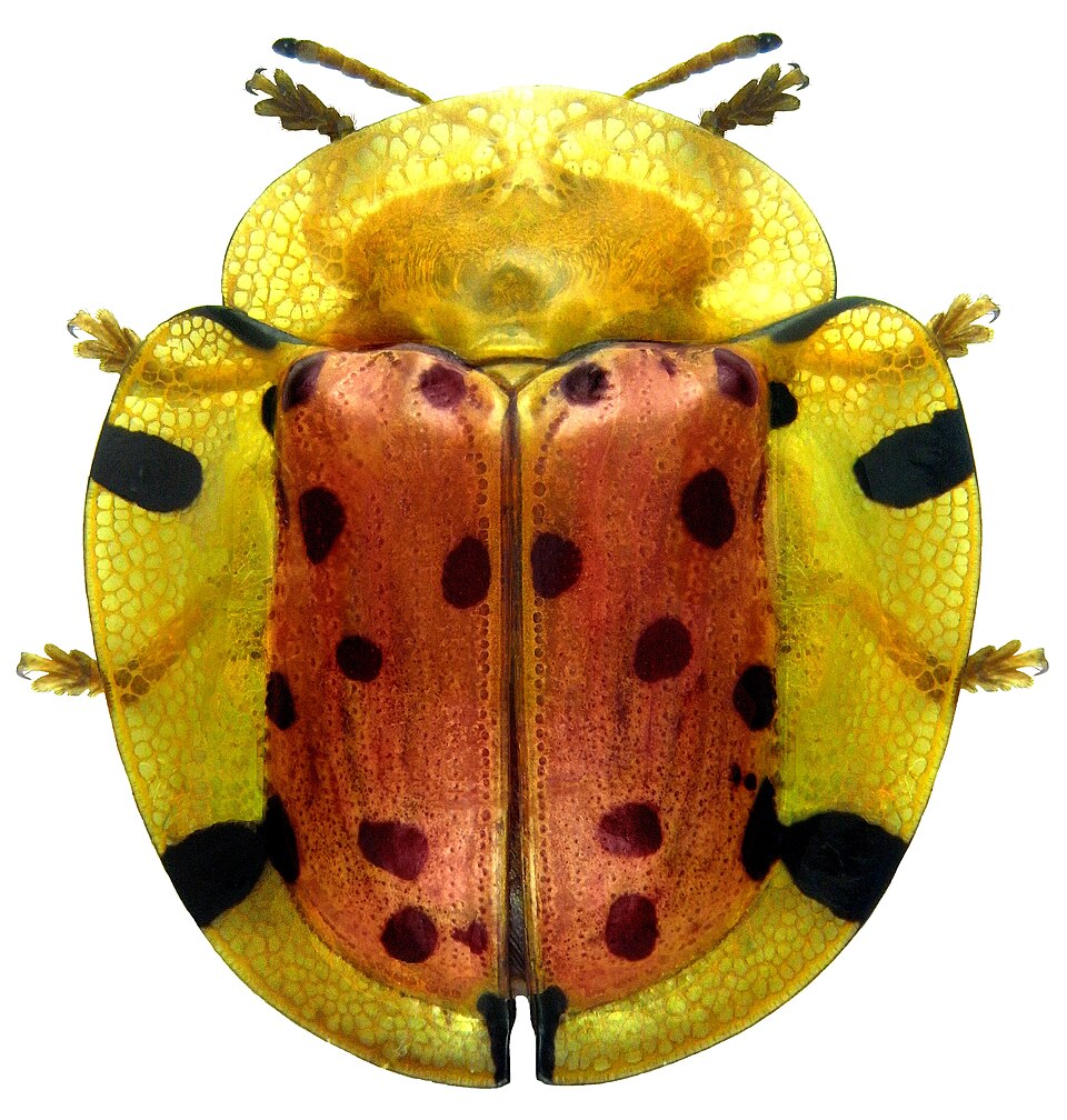 Photo of Sweetpotato leaf beetle