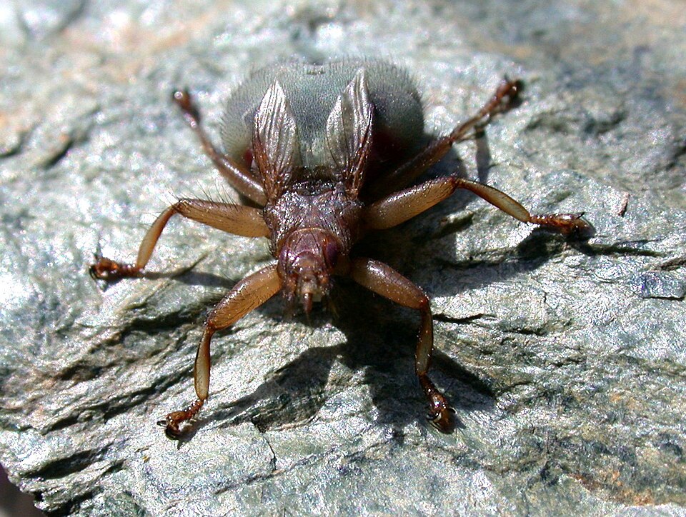 Photo of Swift lousefly