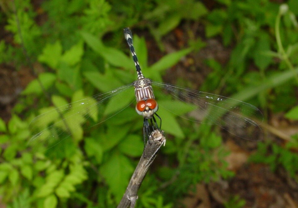 Photo of Swift setwing