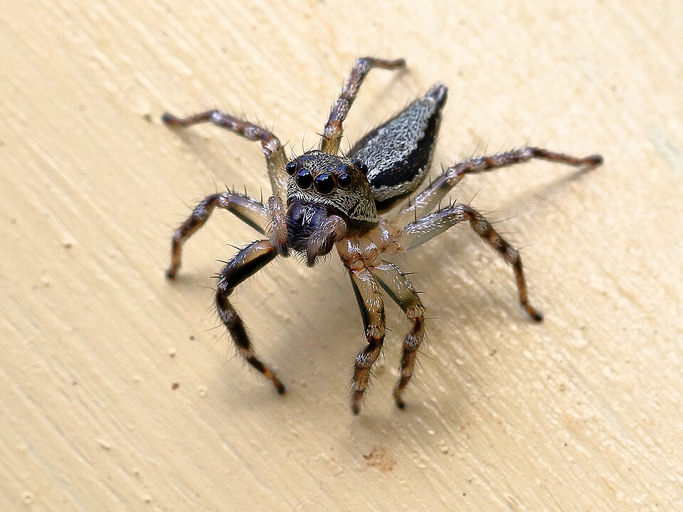 Photo of Swifts' ant-hunter spider