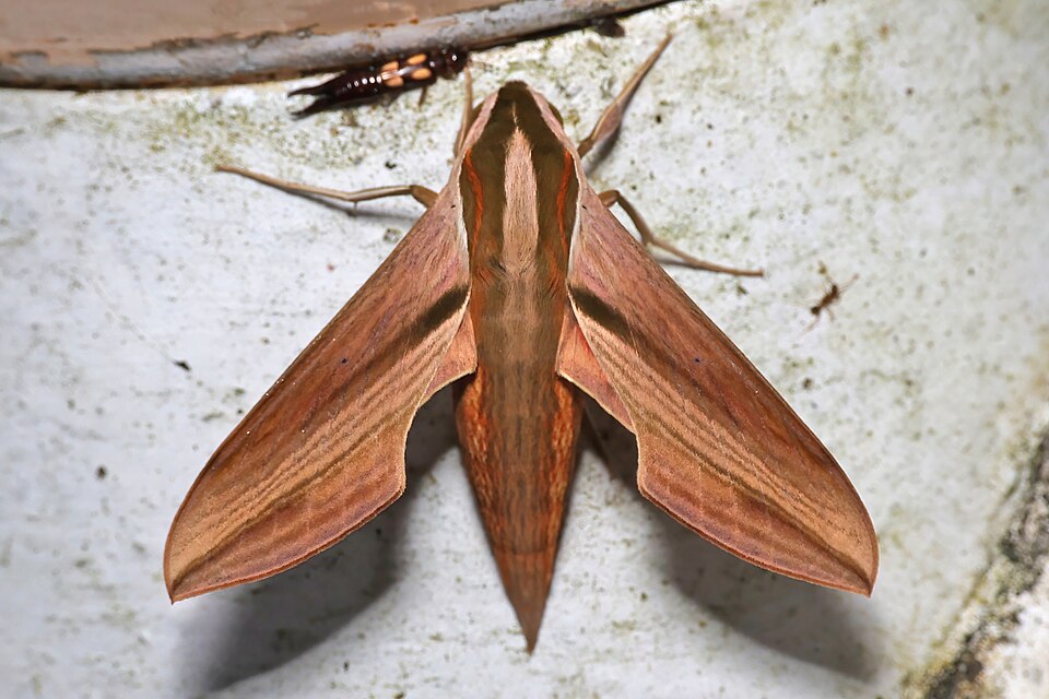 Photo of Swinhoe's striated hawkmoth