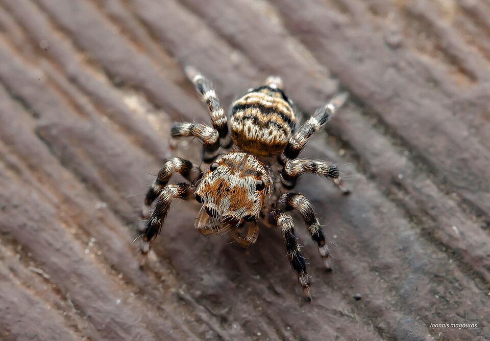 Photo of Sword-bearing thorelliola