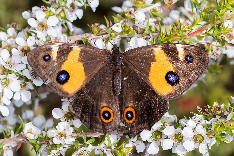 Photo of Swordgrass brown