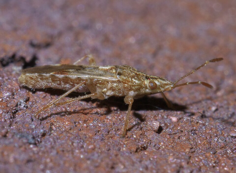 Photo of Sycamore seed bug