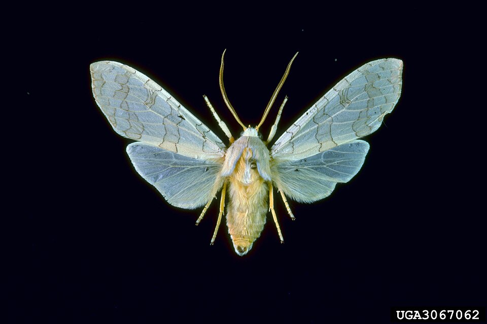 Photo of Sycamore tussock moth
