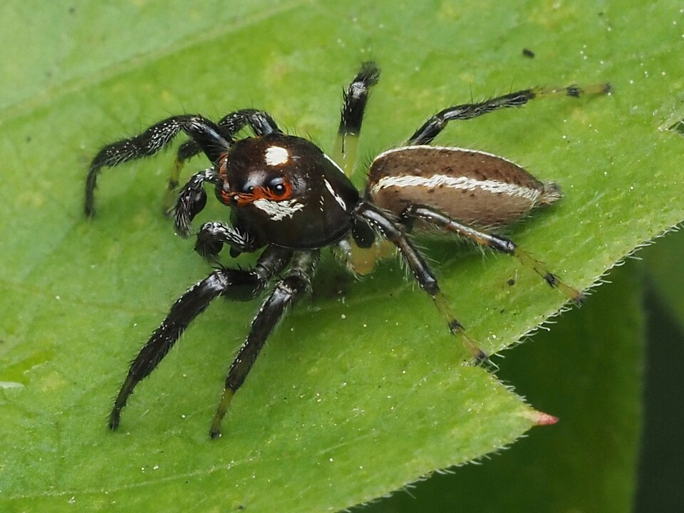Photo of Sylvan jumping spider