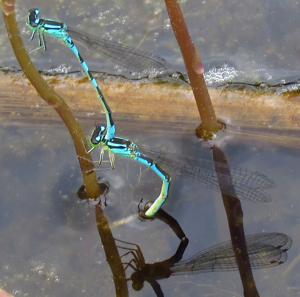 Photo of Taiga bluet