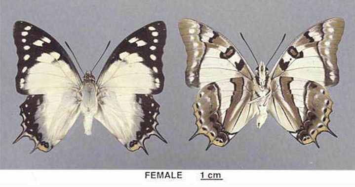 Photo of Tailed emperor
