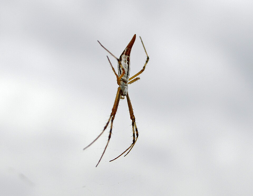 Photo of Tailed forest spider