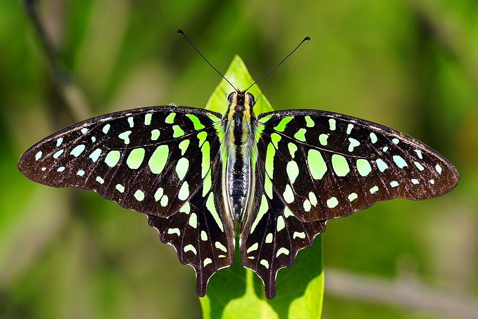 Photo of Tailed jay
