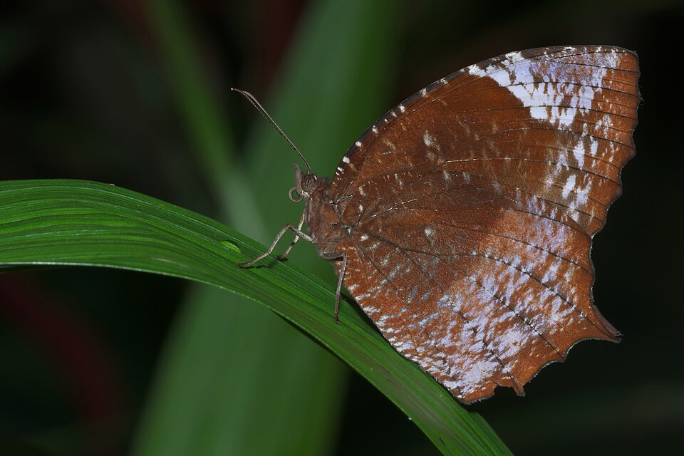 Photo of Tailed palmfly