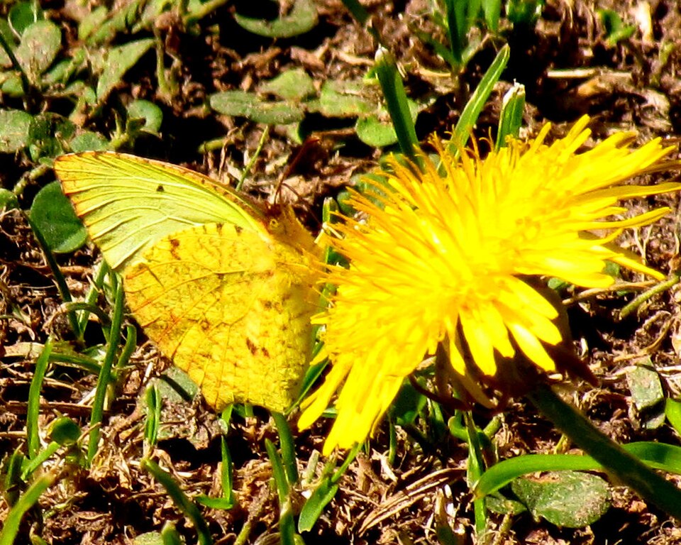 Photo of Tailed sulphur