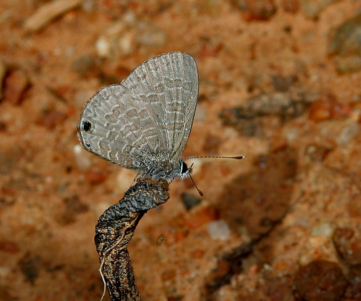 Photo of Tailless lineblue