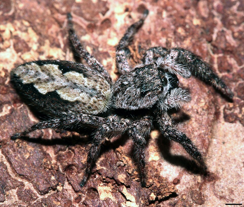 Photo of Tan jumping spider