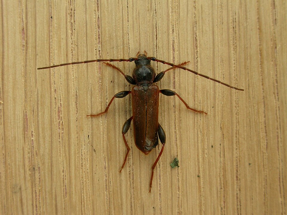 Photo of Tanbark borer