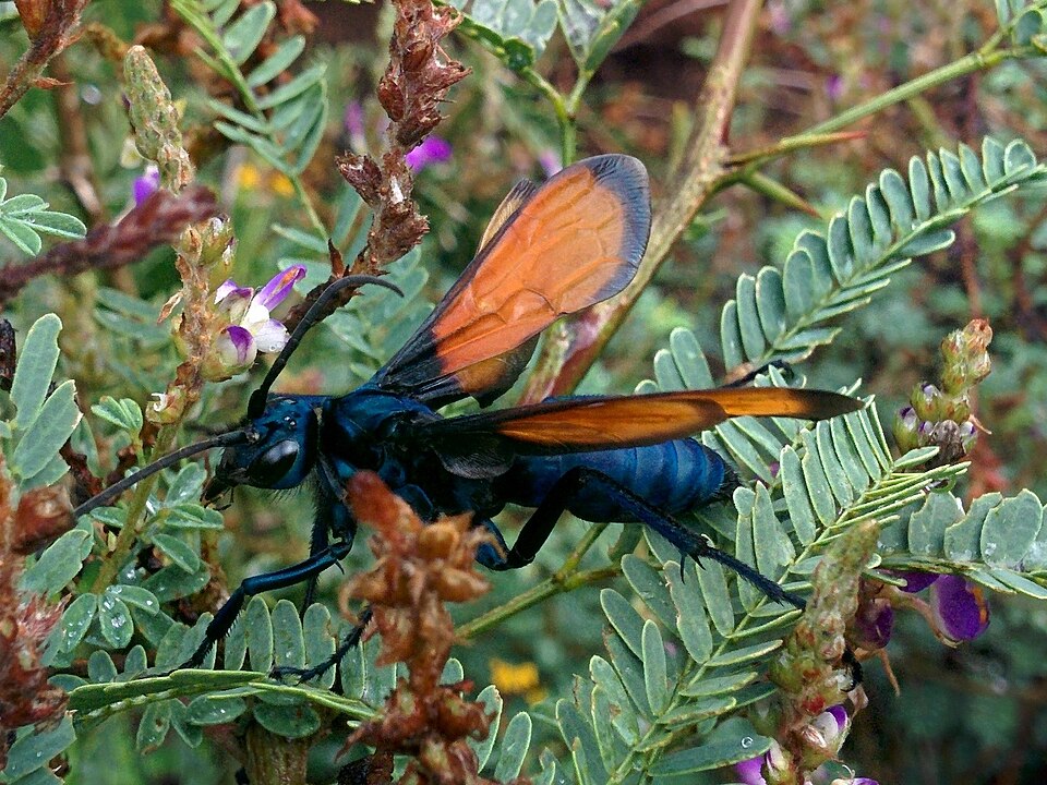 Photo of Tarantula hawk