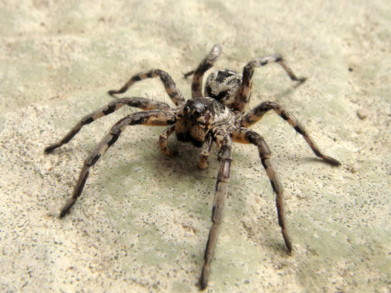 Photo of Tarantula wolf spider