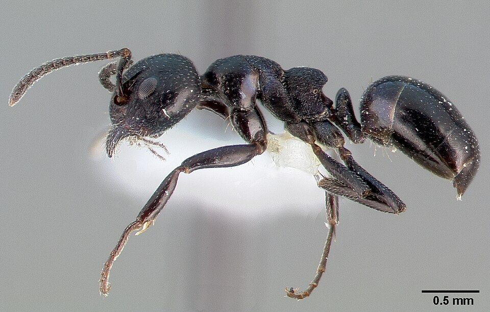 Photo of Taschenberg's odorous ant