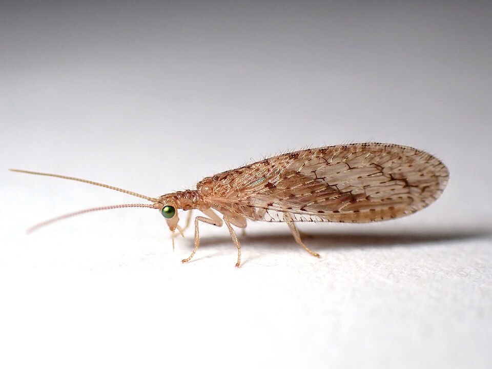 Photo of Tasmanian brown lacewing