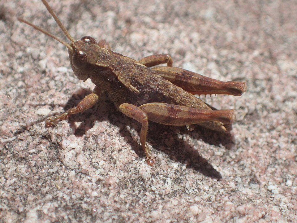 Photo of Tasmanian grasshopper