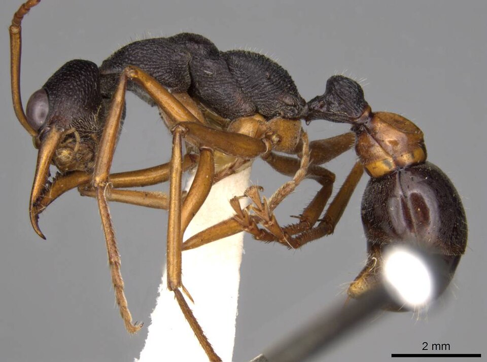 Photo of Tasmanian inchman ant