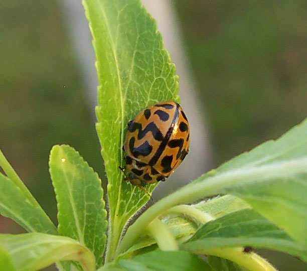 Photo of Tasmanian ladybird