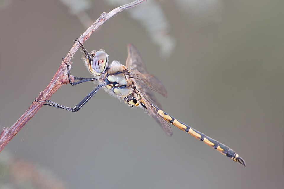 Photo of Tau emerald
