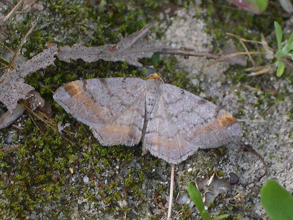 Photo of Tawny-barred angle