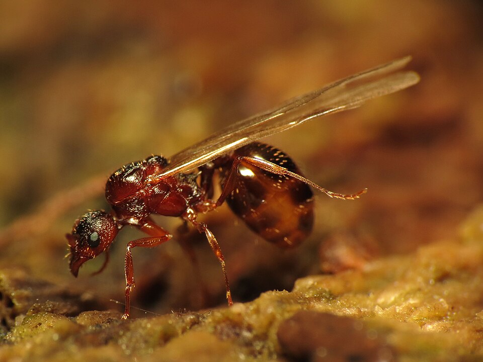 Photo of Tawny collared ant