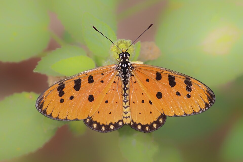 Photo of Tawny coster