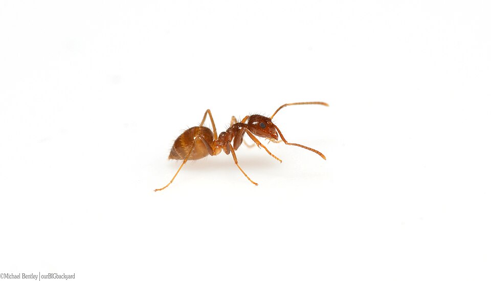 Photo of Tawny crazy ant