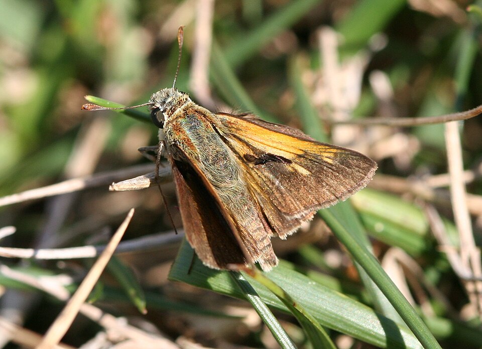 Photo of Tawny-edged skipper