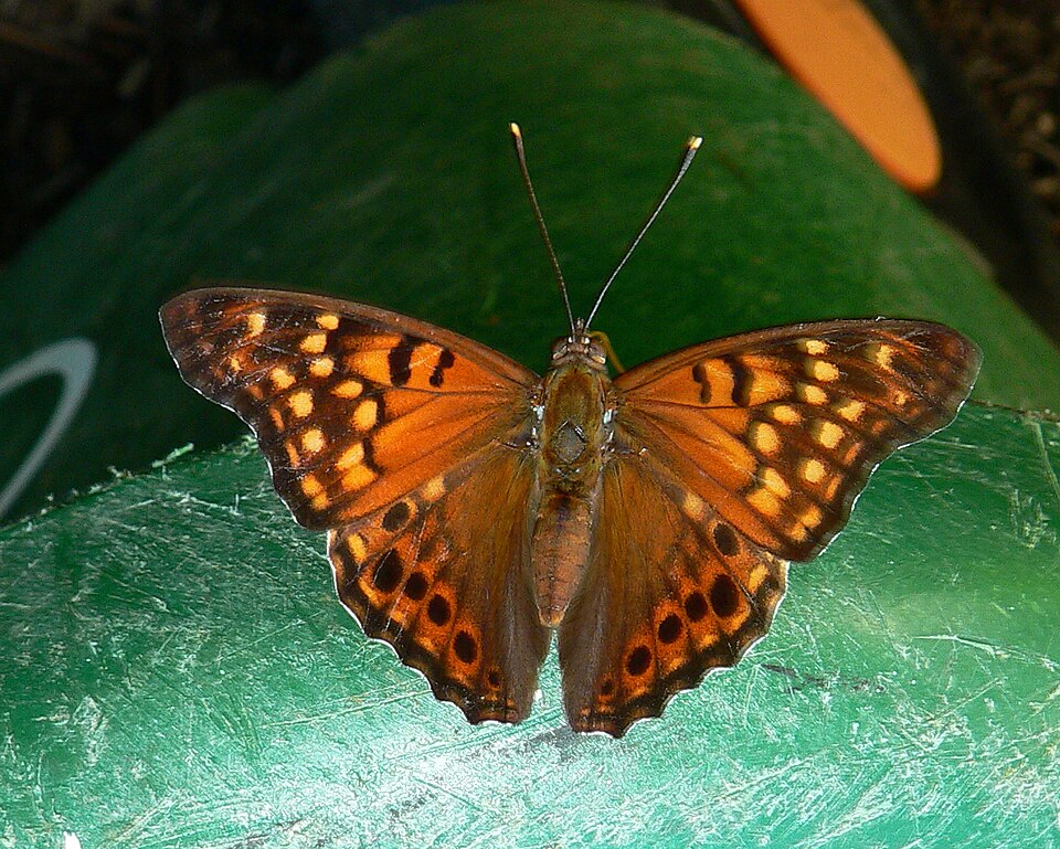 Photo of Tawny emperor
