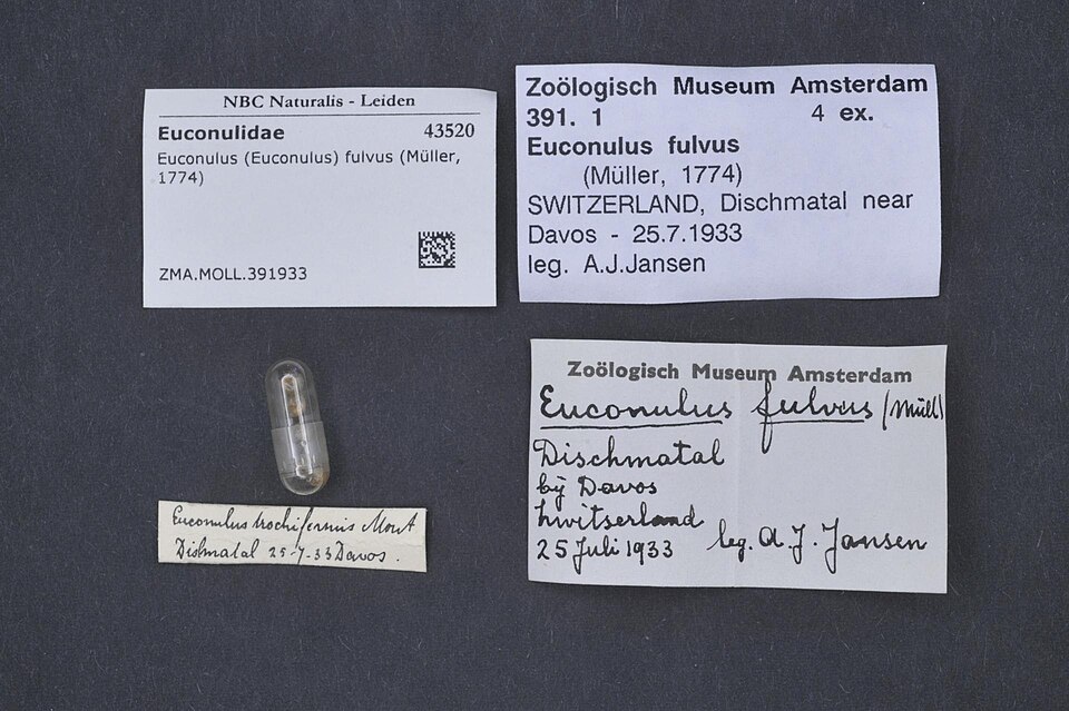 Photo of Tawny glass-snail