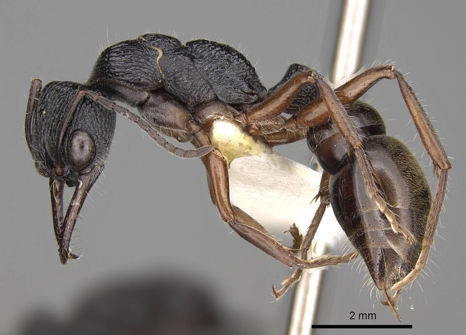 Photo of Tawny-legged jack jumper ant