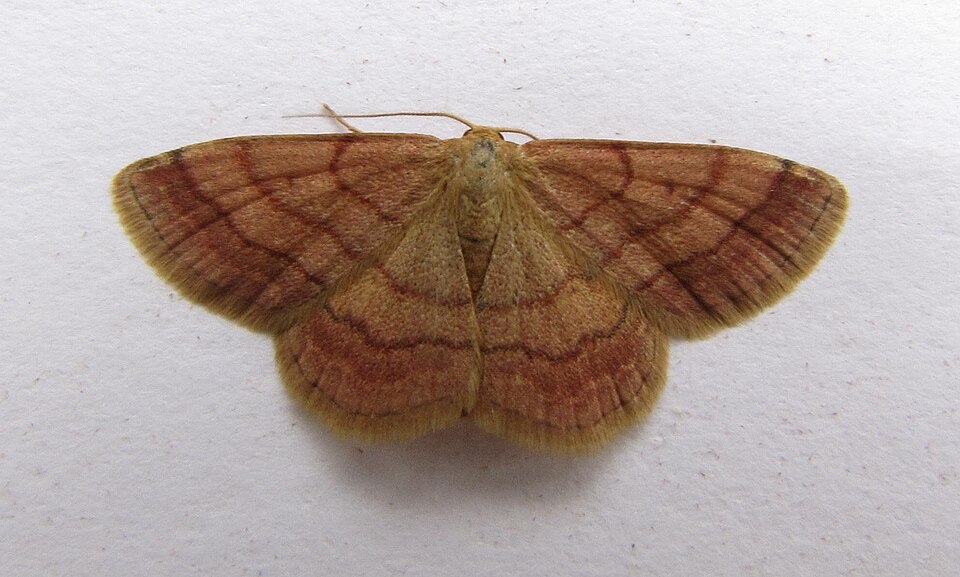 Photo of Tawny wave