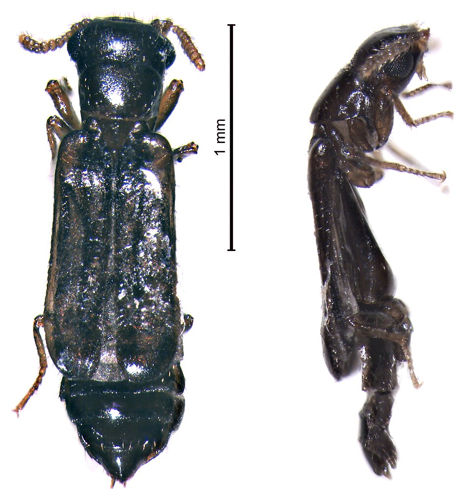 Photo of Telephone-pole beetle