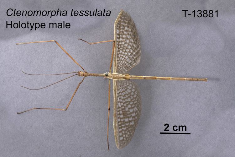 Photo of Tessellated stick insect