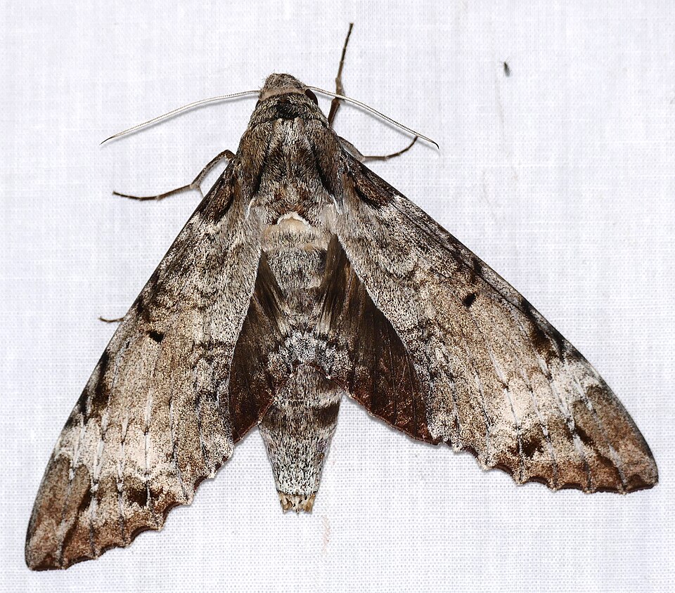 Photo of Tetrio sphinx
