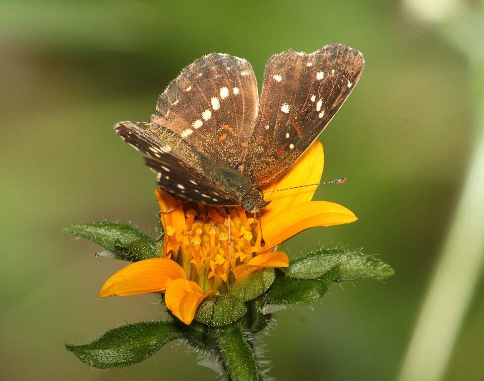 Photo of Texan crescent