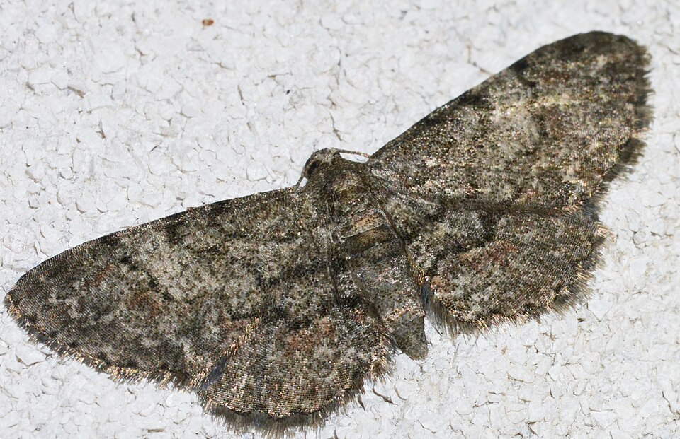 Photo of Texas gray