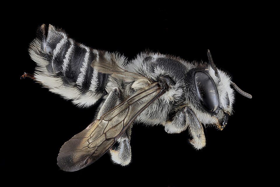 Photo of Texas leafcutter bee