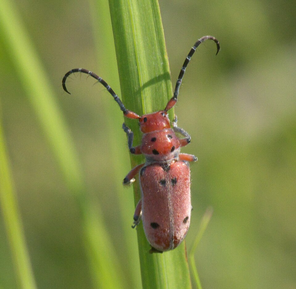 Photo of Texas milkweed beetle