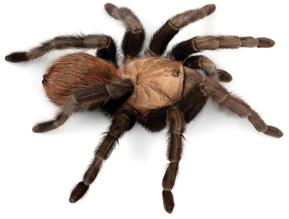Photo of Texas tan tarantula