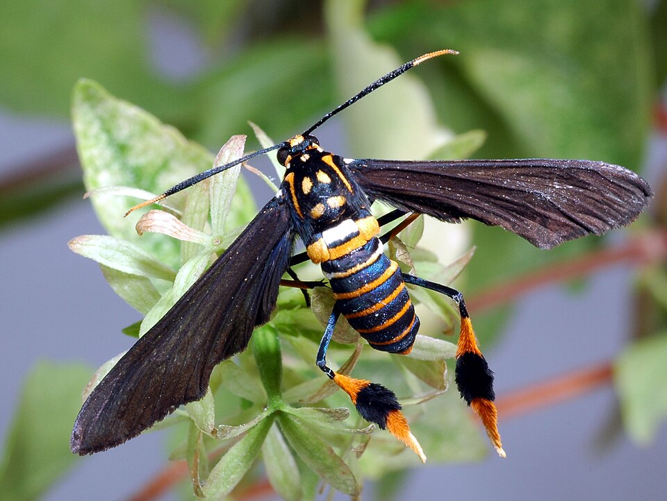 Photo of Texas wasp moth