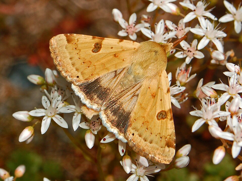 Photo of The bordered straw