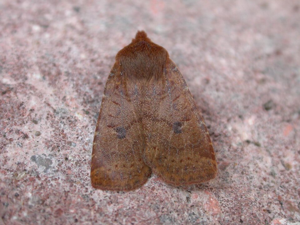 Photo of The chestnut