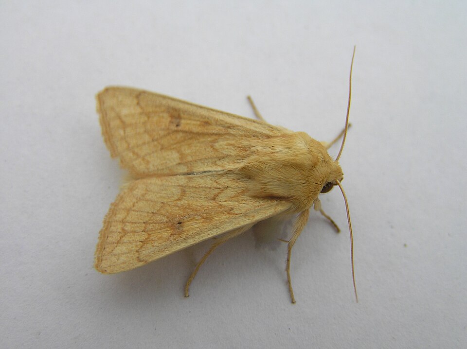 Photo of The delicate