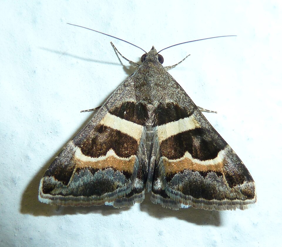 Photo of The geometrician