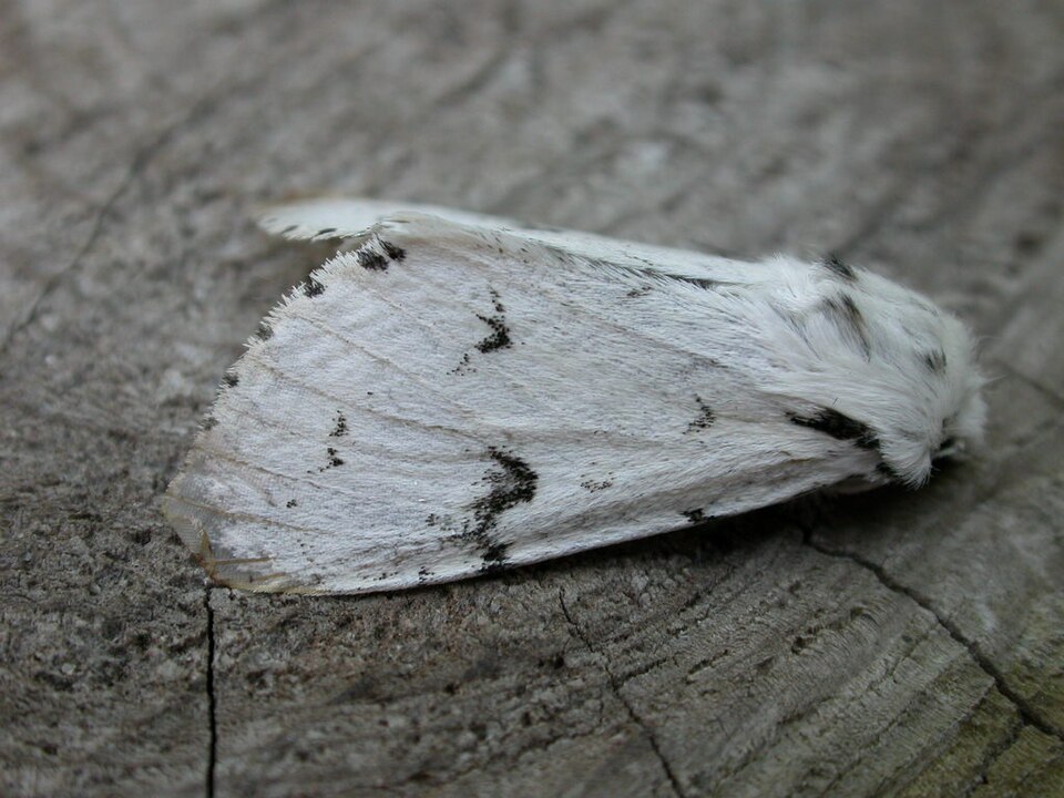 Photo of The miller